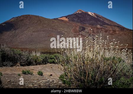 Paesaggio vulcanico con il vulcano El Teide all'interno di Tenerife, Isole Canarie, Spagna. Giorno di sole, cielo blu, nessuna gente. Foto Stock