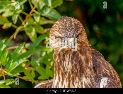 Steppe Buzzard Ritratto Foto Stock