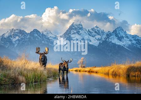 Bull Moose in montagna Foto Stock