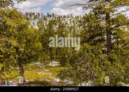 Immagine scattata dopo la prima neve al Bryce Canyon NP dopo la prima neve d'inverno. Foto Stock