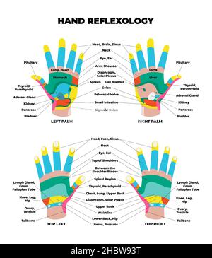 Diagramma di riflessologia del palmo sinistro e destro e della mano dorsale superiore con descrizione accurata degli organi interni e delle parti del corpo corrispondenti. Medicina alternativa e punti di agopuntura di trattamento. Vettore Illustrazione Vettoriale