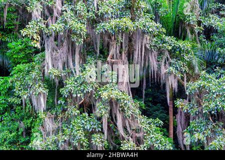 Riserva naturale di Hanabanilla, Villa Clara, Cuba Foto Stock