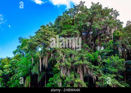 Riserva naturale di Hanabanilla, Villa Clara, Cuba Foto Stock