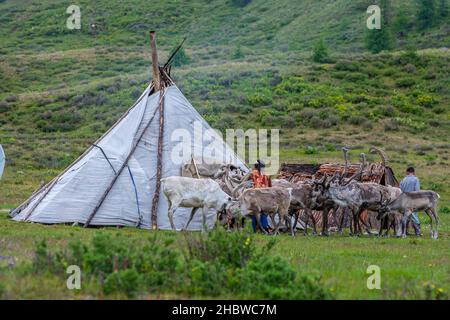 Comunità Turca di mandrie di renne semi-nomadi che vivono nella provincia più settentrionale della Mongolia Foto Stock