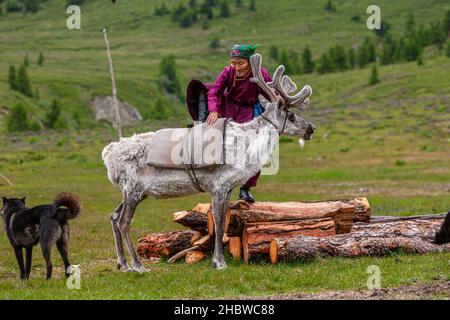 Comunità Turca di mandrie di renne semi-nomadi che vivono nella provincia più settentrionale della Mongolia Foto Stock