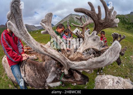 Comunità Turca di mandrie di renne semi-nomadi che vivono nella provincia più settentrionale della Mongolia Foto Stock