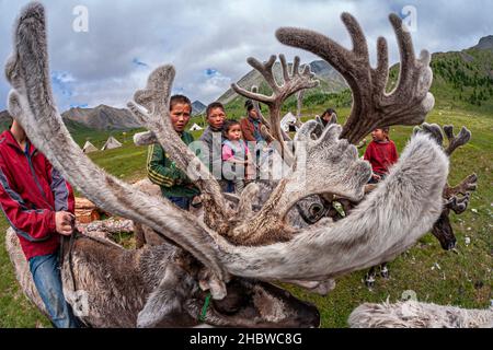 Comunità Turca di mandrie di renne semi-nomadi che vivono nella provincia più settentrionale della Mongolia Foto Stock