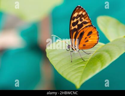 Farfalla di itomiina (Melinaea Satevis) in primo piano, sulla foglia verde, Mindo, Ecuador. Trovato in America Centrale e Sud in foresta nuvolosa e foresta pluviale. Foto Stock