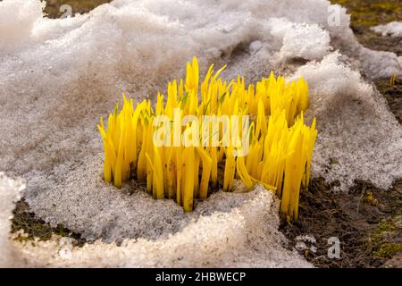 i tiri lupini primaverili crescono dalla neve, fuoco selettivo Foto Stock