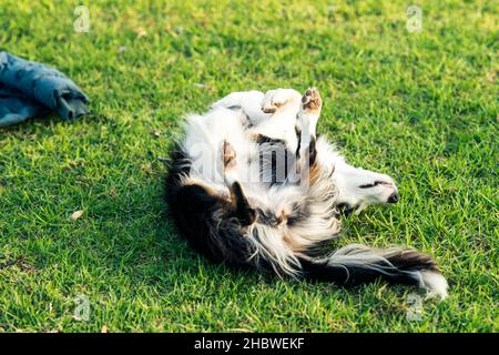Cane che graffia la schiena sull'erba nel parco Foto Stock