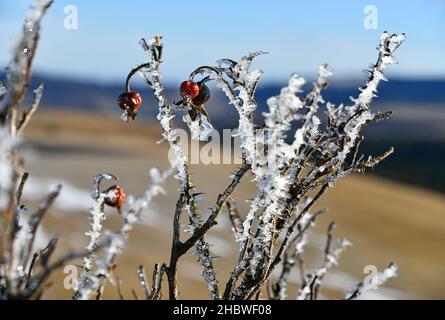 fianchi di rosa congelati sul cespuglio Foto Stock