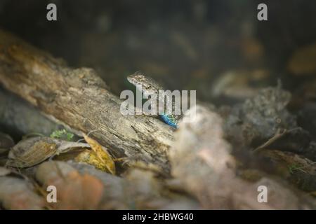 Primo piano di una lucertola dalle decorazioni blu su una roccia Foto Stock