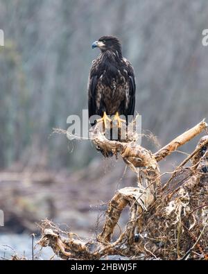 Un'aquila calva immatura si erge sulla cima di una radice di albero aggrovigliata sulla riva del fiume Nooksack. L'uccello ha piedi gialli prominenti Foto Stock