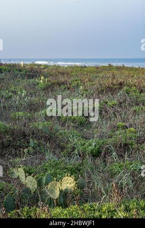 Piante su dune di sabbia con il Golfo del Messico su South Padre Island, Texas USA Foto Stock