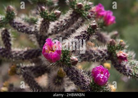 Rosso fiori di Cactus Foto Stock