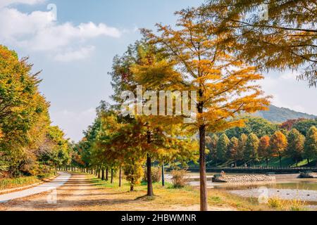 Gwanbangjerim strada forestale autunno a Damyang, Corea Foto Stock