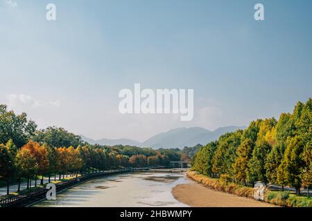 Gwanbangjerim autunno foresta e fiume a Damyang, Corea Foto Stock