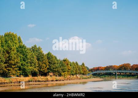 Gwanbangjerim autunno foresta e fiume a Damyang, Corea Foto Stock