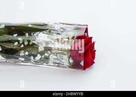 Fresco, vivace una rosa rossa in un imballaggio luminoso sullo sfondo bianco con spazio copia.San Valentino o qualsiasi giorno speciale concetto. Foto Stock