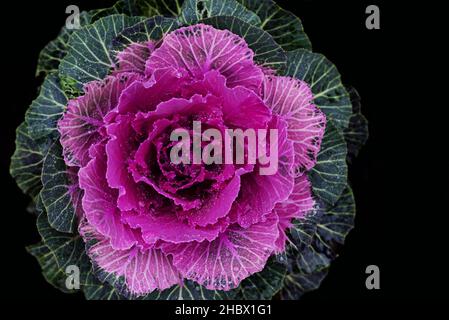 Primo piano di cavolo ornamentale rosa brillante con foglie verdi, di fronte ad uno sfondo scuro inumidito con gocce d'acqua, dall'alto Foto Stock