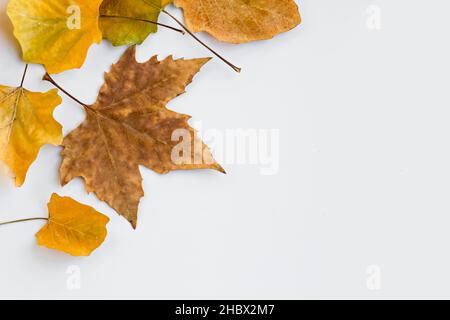 Foglie autunnali, di albero di sicomoro, disegnate su sfondo bianco con copy space.Conceptual image of Autumn-fall Foto Stock