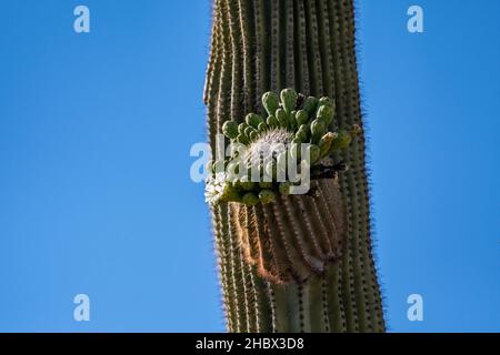 Una fioritura di piante nel Parco Nazionale di Saguaro, Arizona Foto Stock