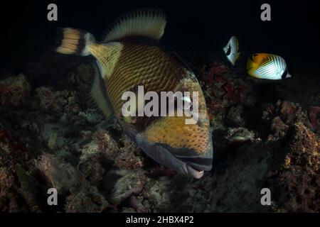 Titan Triggerfish (Balistoides viridescens). Mondo sottomarino della barriera corallina vicino a Makadi Bay, Hurghada, Egitto Foto Stock