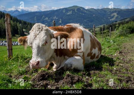 Uno splendido paesaggio alpino con mucche felici che pascolano liberamente su prati verdi rigogliosi sotto un cielo azzurro cristallino, che mostrano una bellezza serena e naturale. Foto Stock