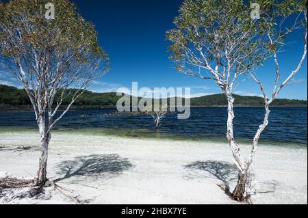 Eccezionale lago McKenzie su Fraser Island, l'isola di sabbia più grande del mondo. Foto Stock