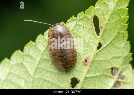 Dorsale di pill woodlouse, Schizolobium tiberium, Satara, Maharastra, India Foto Stock