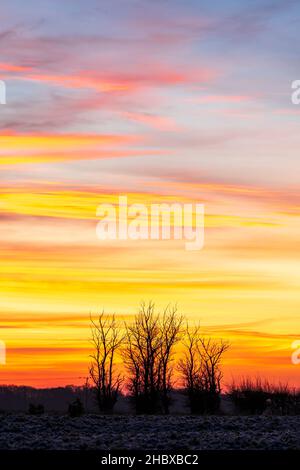 Telefoto di tre piccoli alberi senza frondoli all'orizzonte che si staglia contro il cielo giallo dell'alba. Inverno. Foto Stock