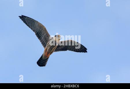 Giovane falco rosso (Falco vespertinus) in rapido volo con ali allungate e piume di coda sul cielo blu Foto Stock