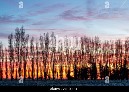 L'alba cielo su un campo coperto di gelo con una linea di alberi di pioppo  all'orizzonte. Cielo perlopiù chiaro con alcune macchie di tipo cirrus  nuvole. Campagna del Kent in Inghilterra. Inverno