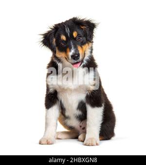 Nero e Tan Puppy Miniature Pastore americano, quattordici settimane Foto Stock