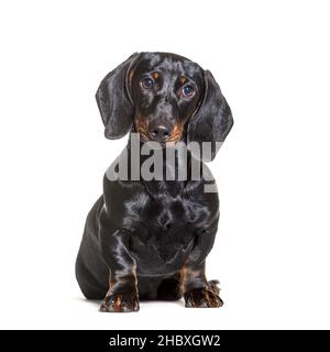 Dachshund cane, seduto di fronte a sfondo bianco Foto Stock