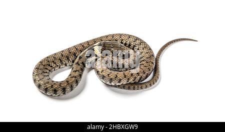 Serpente di erba, Natrix natrix, isolato su bianco Foto Stock