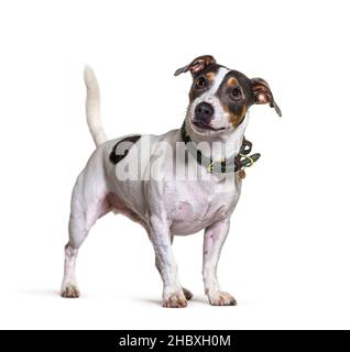 Tricolore jack russel terrier cane, in piedi e guardando lontano, isolato su bianco Foto Stock