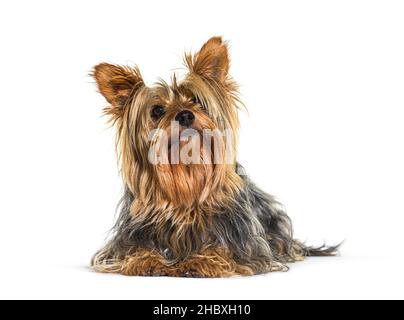 Guardando verso l'alto Yorkshire terrier cane sdraiato, isolato su bianco Foto Stock