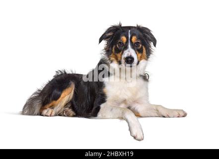 Bordo collie cane sdraiato e indossare un collare una zampa appende giù Foto Stock