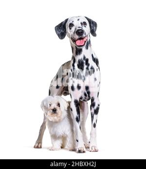 Cane maltese e dalmata in piedi insieme, isolato su bianco Foto Stock