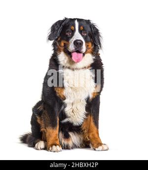 Panting Bernese cane di montagna, con un colletto, seduta, isolato su bianco Foto Stock