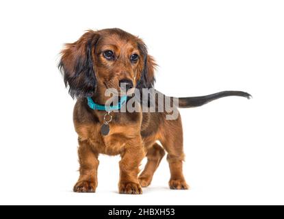 Dachshund che indossa un collare di cane blu, in piedi, isolato su bianco Foto Stock