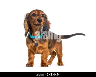 Dachshund che indossa un collare di cane blu, in piedi, isolato su bianco Foto Stock