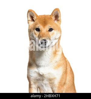 Primo piano del cane Shiba Inu, isolato su bianco Foto Stock