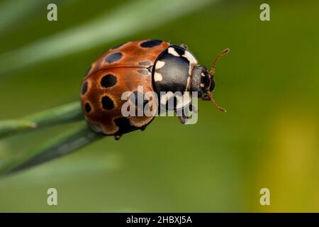 Ladybird oculare (Anatis ocellata) appollaiato sull'ago di pino scozzese. Tipperary, Irlanda Foto Stock