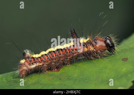 Gray Dagger Moth caterpillar (Acronicta psi) a riposo sulla foglia. Tipperary, Irlanda Foto Stock