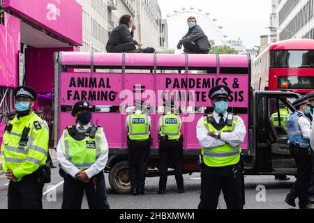 I manifestanti della ribellione animale in cima al camion rosa del macello con l'allevamento animale della polizia eguaglia le pandemie e la crisi climatica Londra 2020 Foto Stock