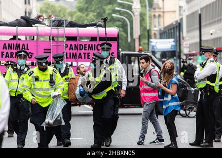 La polizia arresta il protestore della ribellione animale di fronte al camion rosa con messaggio contro l'allevamento di animali Londra 2020 Foto Stock