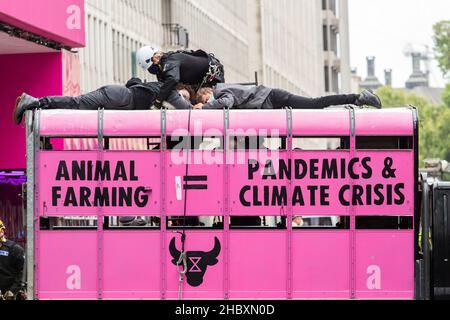 I manifestanti di ribellione animale con la polizia in cima al mattatoio rosa camion Animal Farming eguaglia pandemie e clima crisi Londra 2020 Foto Stock