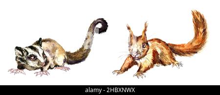 Parapendio di zucchero (Petaurus breviceps) vista laterale e scoiattolo rosso o scoiattolo rosso eurasiatico (Sciurus vulgaris) dipinto a mano acquerello illustrazione Foto Stock